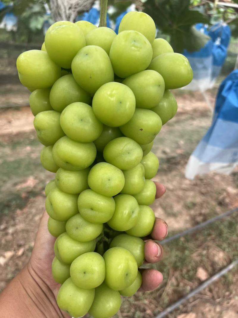 葡萄阳光玫瑰基地供应量大质优价格优惠一手货源