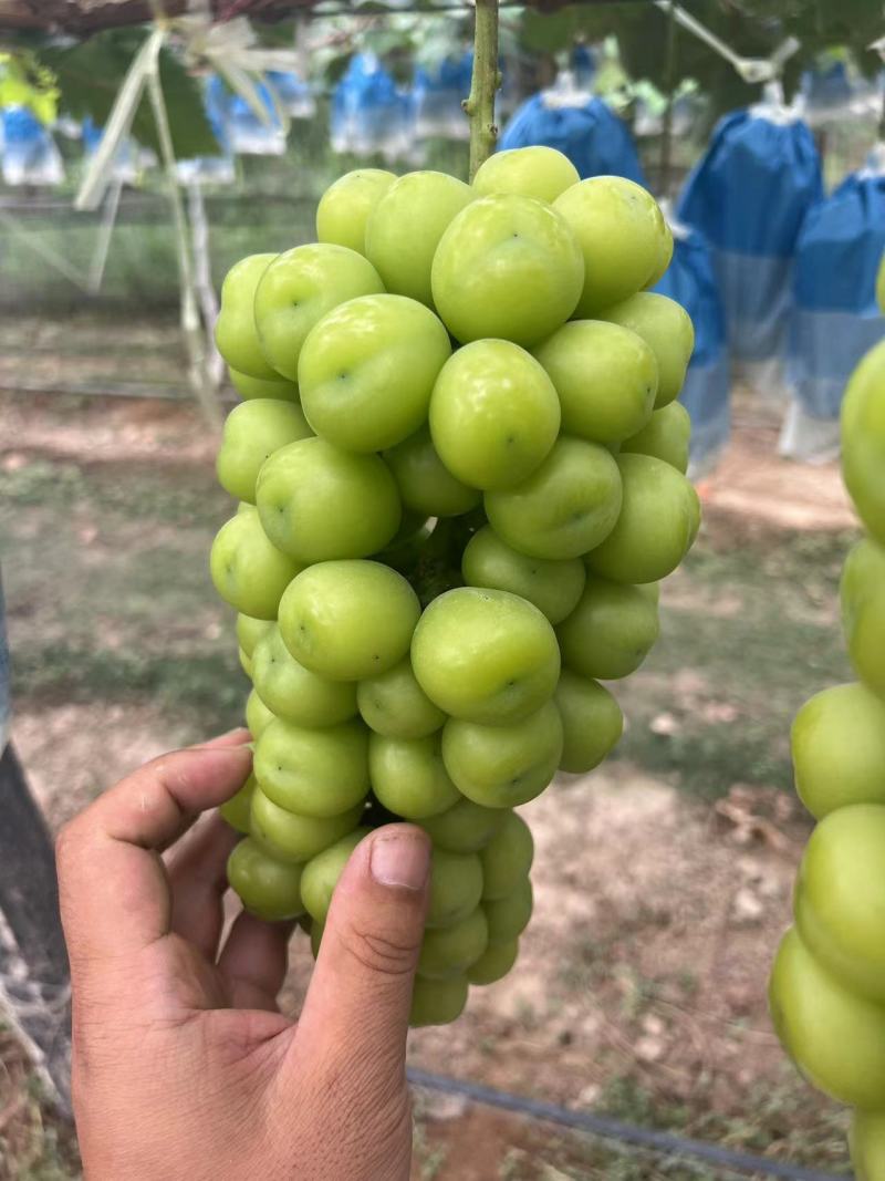 葡萄阳光玫瑰基地供应量大质优价格优惠一手货源