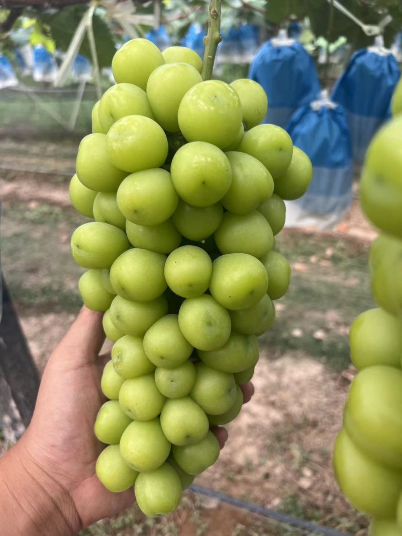 葡萄阳光玫瑰基地供应量大质优价格优惠一手货源