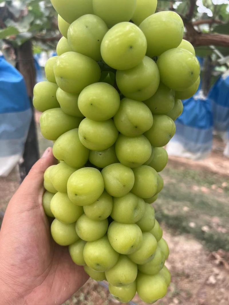 葡萄阳光玫瑰基地供应量大质优价格优惠一手货源