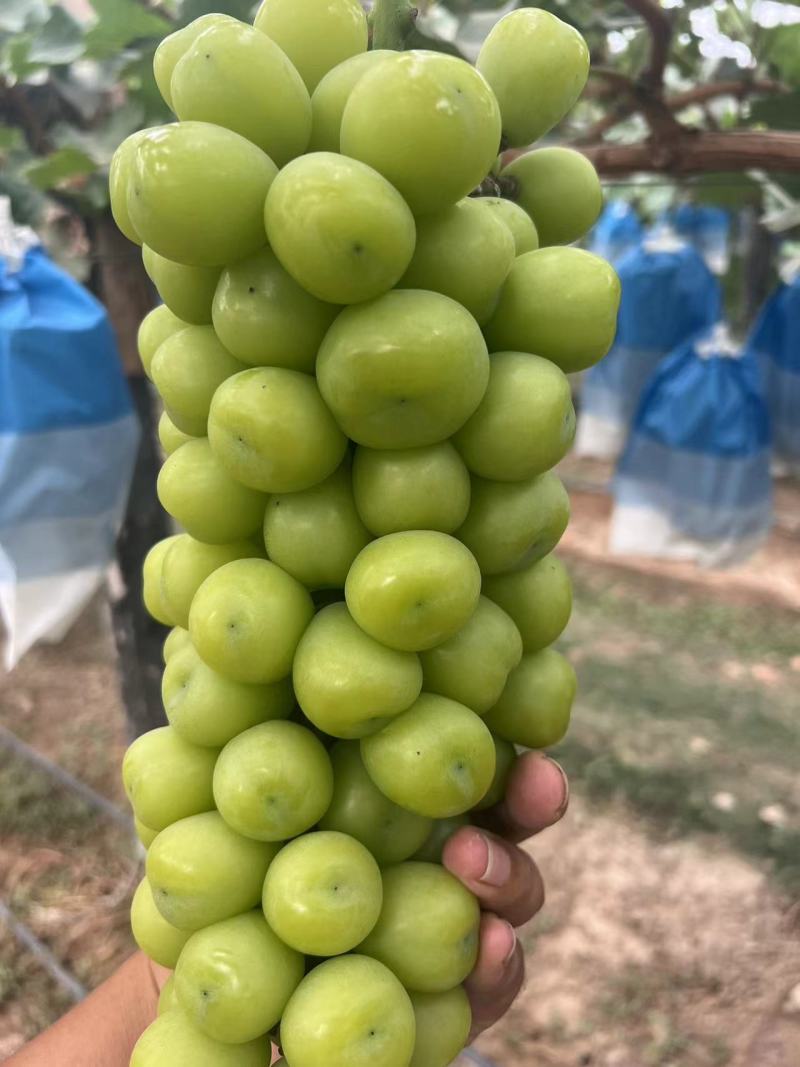 葡萄阳光玫瑰基地供应量大质优价格优惠一手货源