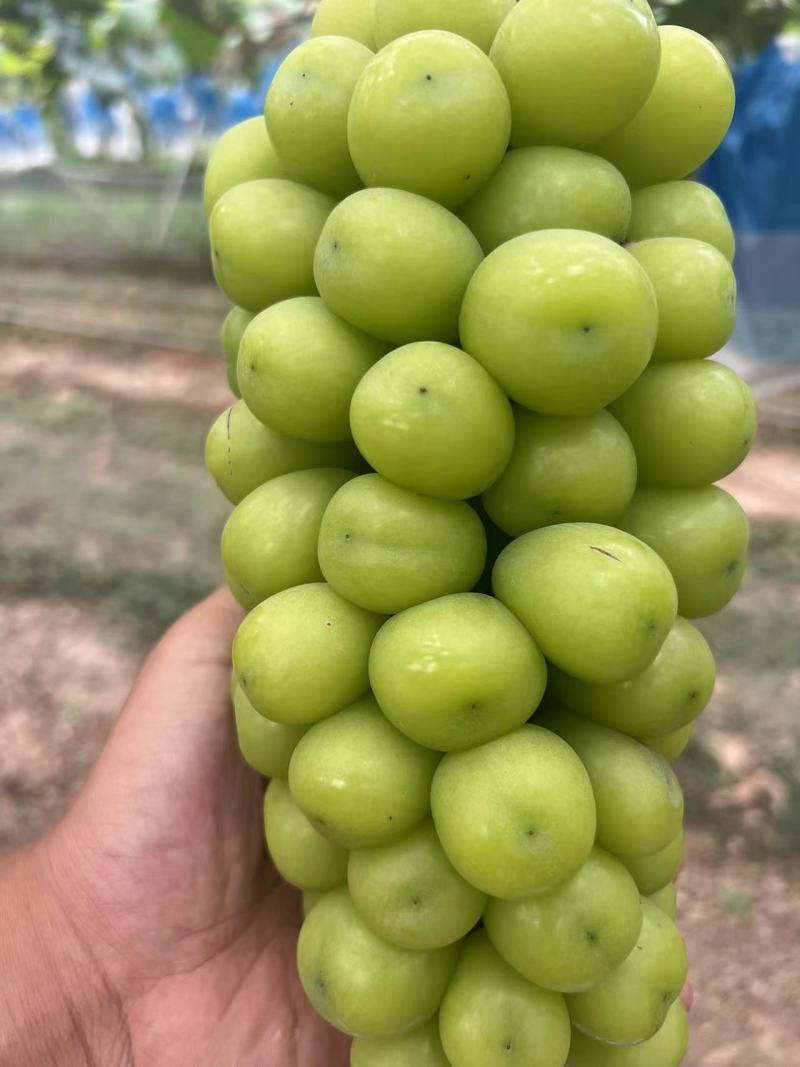 葡萄阳光玫瑰基地供应量大质优价格优惠一手货源