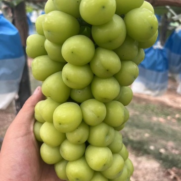 【精品】阳光玫瑰葡萄基地直发量大质优一手货源欢迎采购