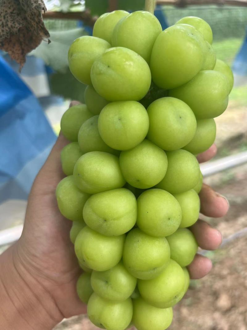 【精品】阳光玫瑰葡萄基地直发量大质优一手货源欢迎采购