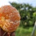 【热卖中】湖北宜昌早熟蜜橘无籽蜜橘纯甜化渣量大从优