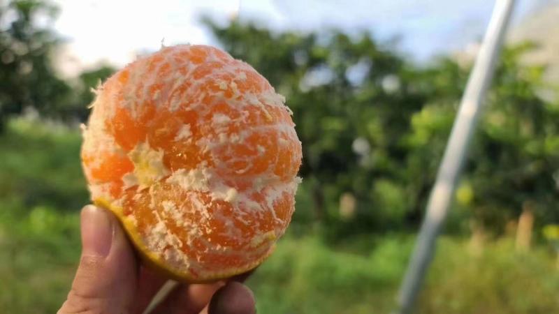 【热卖中】湖北宜昌早熟蜜橘无籽蜜橘纯甜化渣量大从优