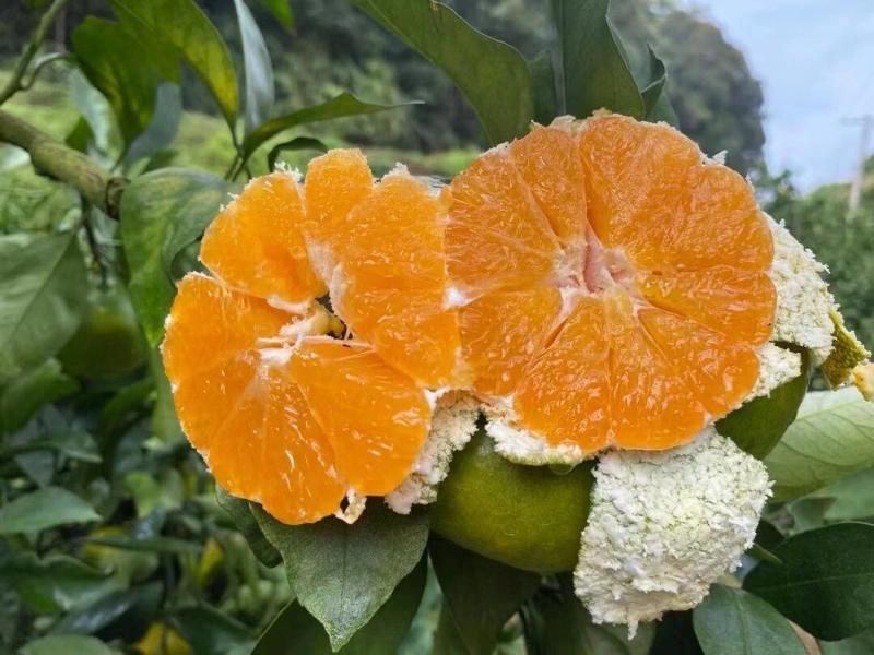 【热卖中】湖北宜昌早熟蜜橘无籽蜜橘纯甜化渣量大从优