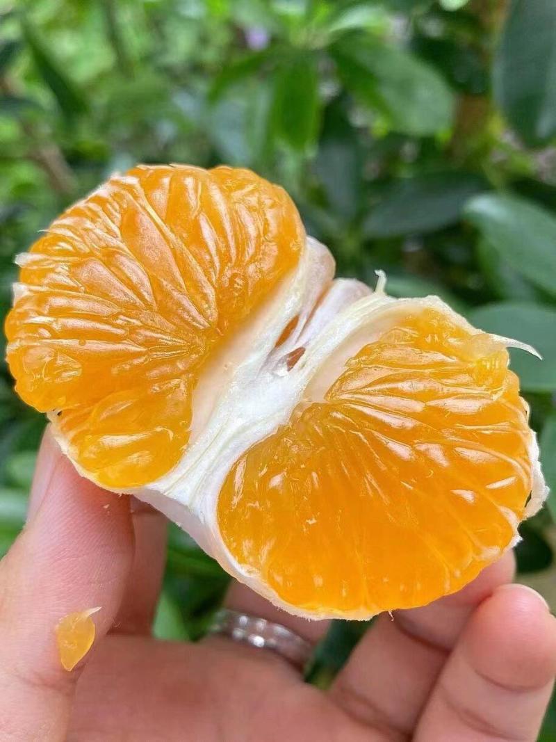 【热卖中】湖北宜昌早熟蜜橘无籽蜜橘纯甜化渣量大从优