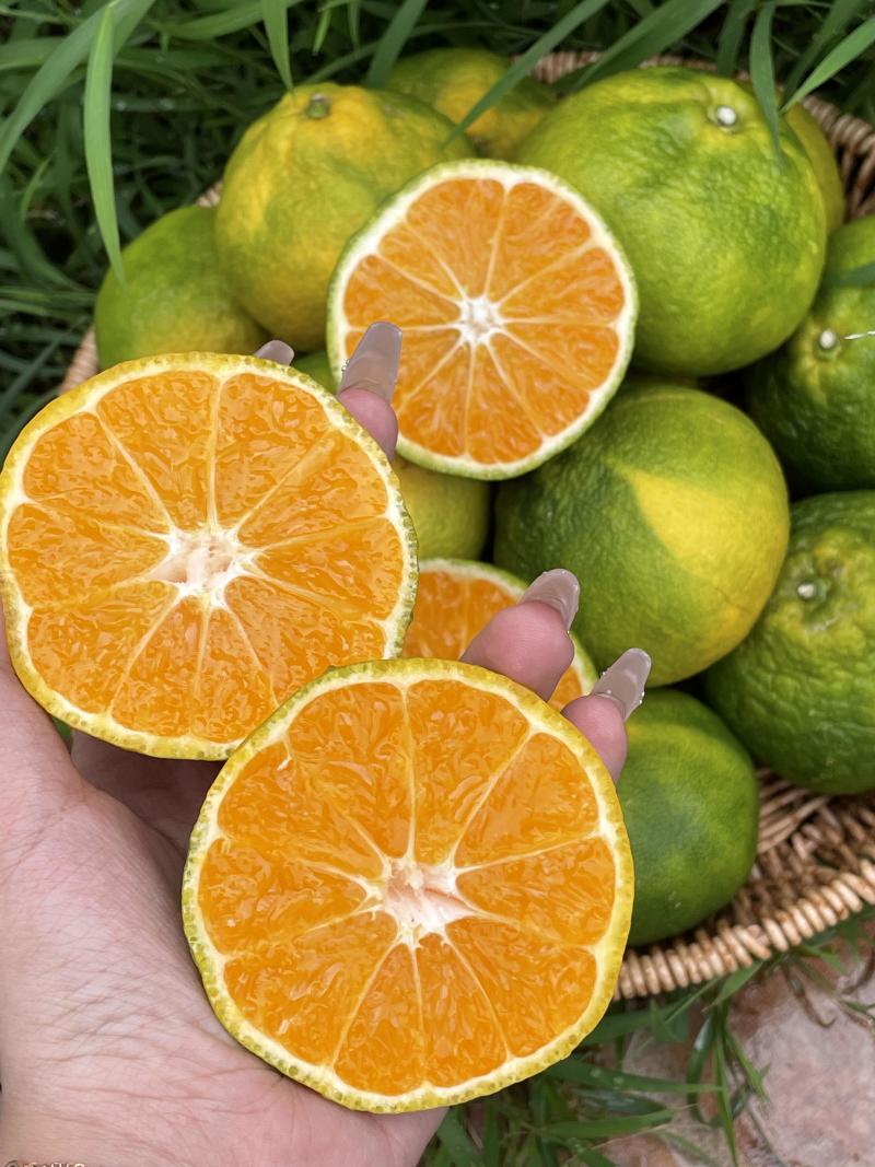 【热卖中】湖北宜昌早熟蜜橘无籽蜜橘纯甜化渣量大从优