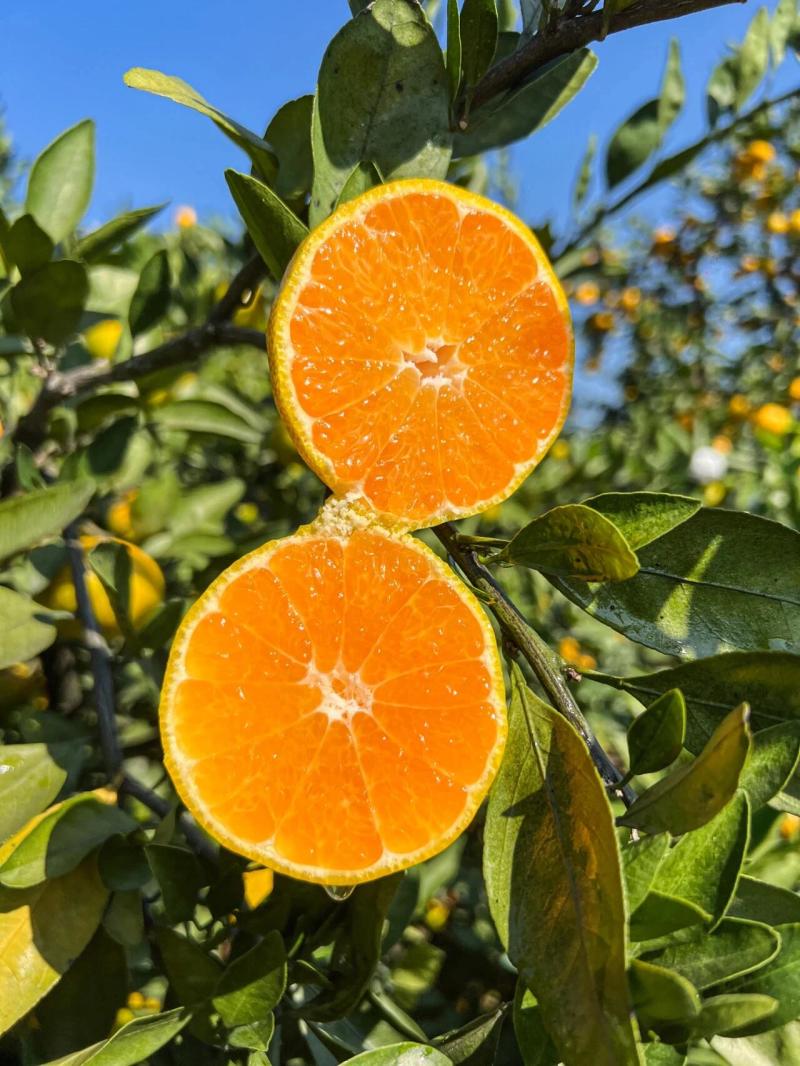 【热卖中】湖北宜昌早熟蜜橘无籽蜜橘纯甜化渣量大从优