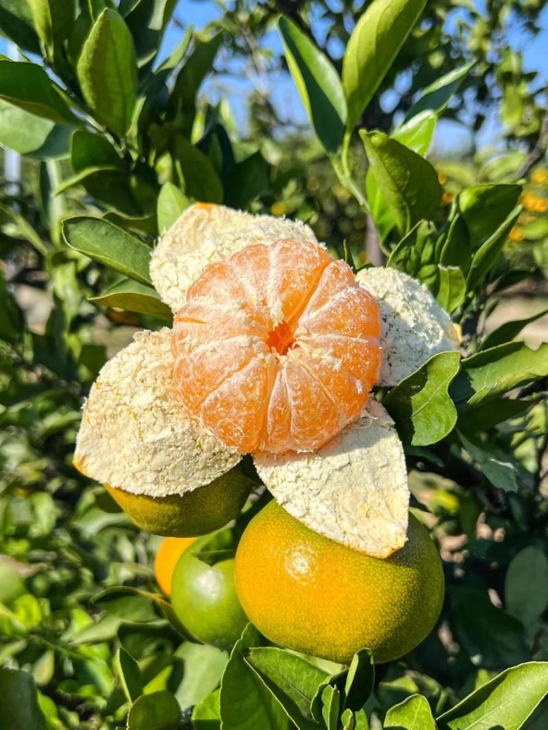【热卖中】湖北宜昌早熟蜜橘无籽蜜橘纯甜化渣量大从优