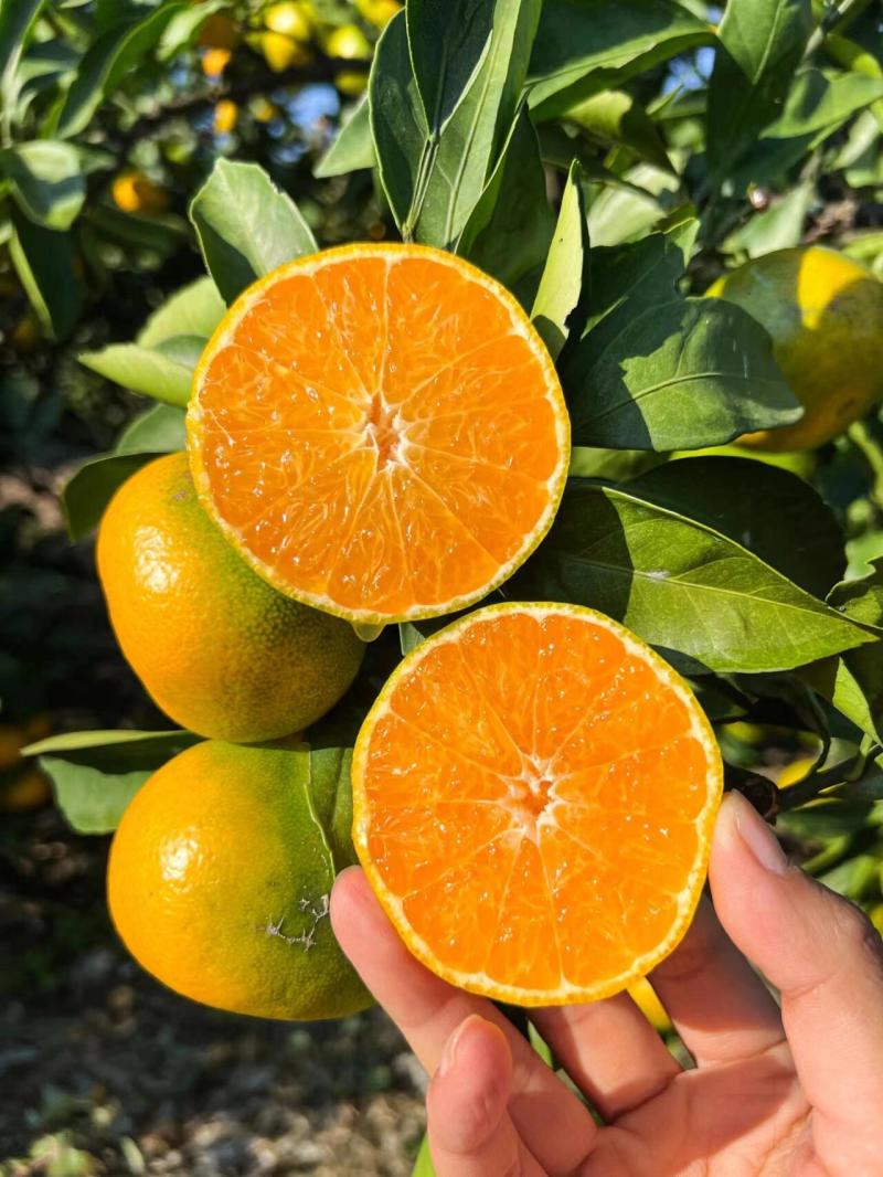 【热卖中】湖北宜昌早熟蜜橘无籽蜜橘纯甜化渣量大从优