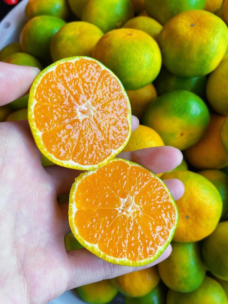 【热卖中】湖北宜昌早熟蜜橘无籽蜜橘纯甜化渣量大从优