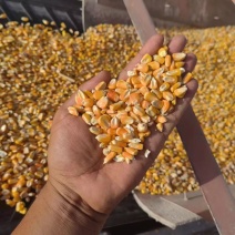 新疆干玉米玉米粒纯净无杂质产地一手货源保质保量欢迎考察