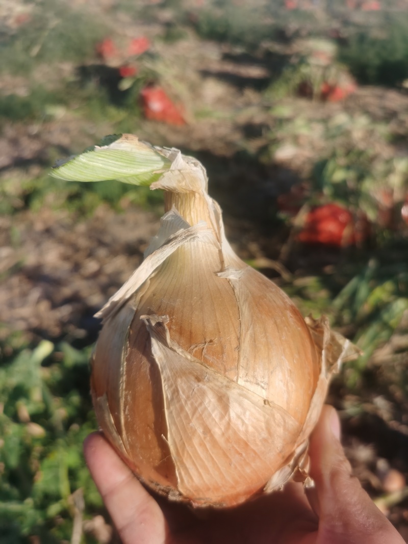 甘肃黄皮洋葱克罗基特精品现货，欢迎老板咨询