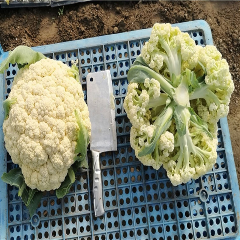 富民88天青梗松花菜种子中熟春秋种台湾松花菜种子有机花菜
