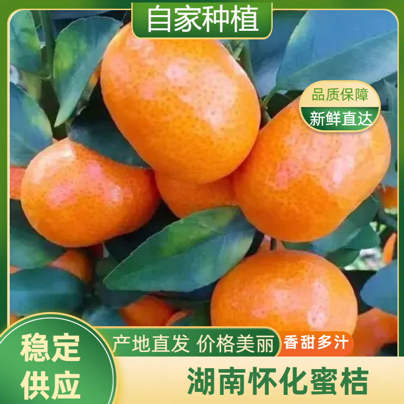湖南怀化早蜜桔肉质细腻一手货源产地直销质量保证全国发货