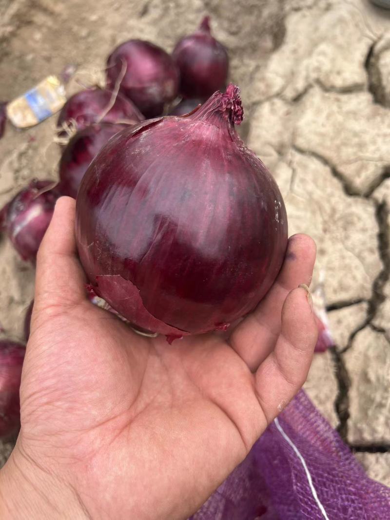 紫皮洋葱洋葱基地供应量大质优价格优惠支持视频看货