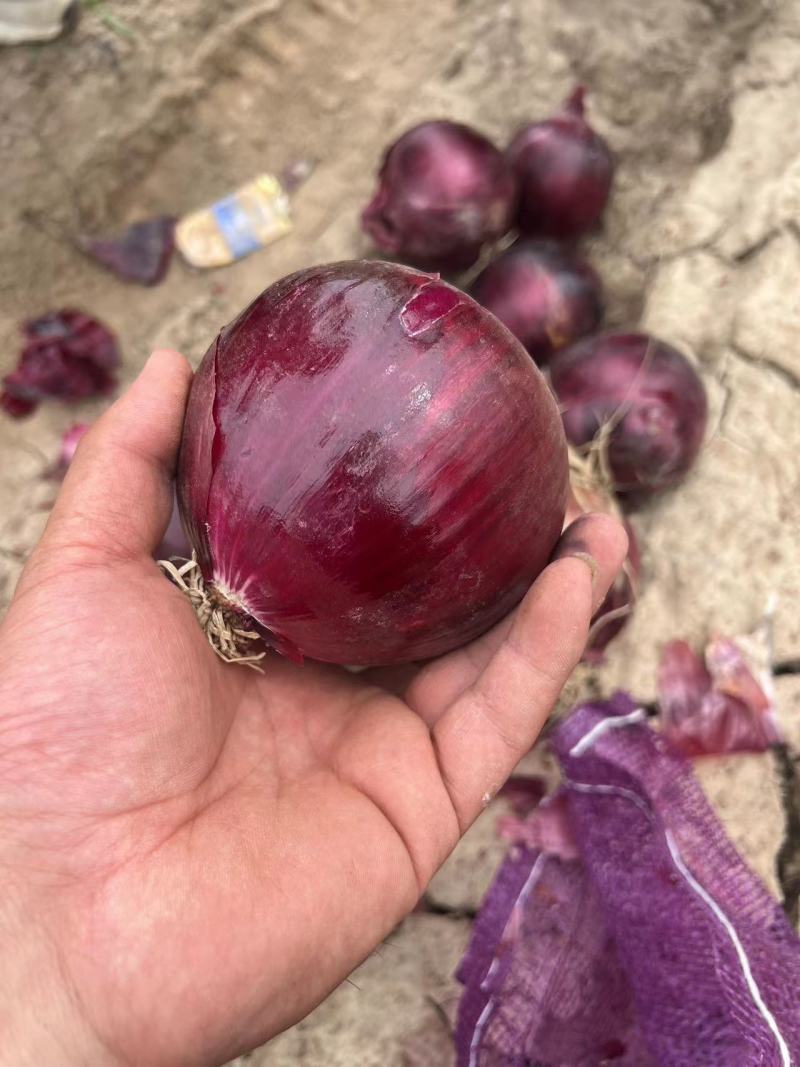 紫皮洋葱洋葱基地供应量大质优价格优惠支持视频看货