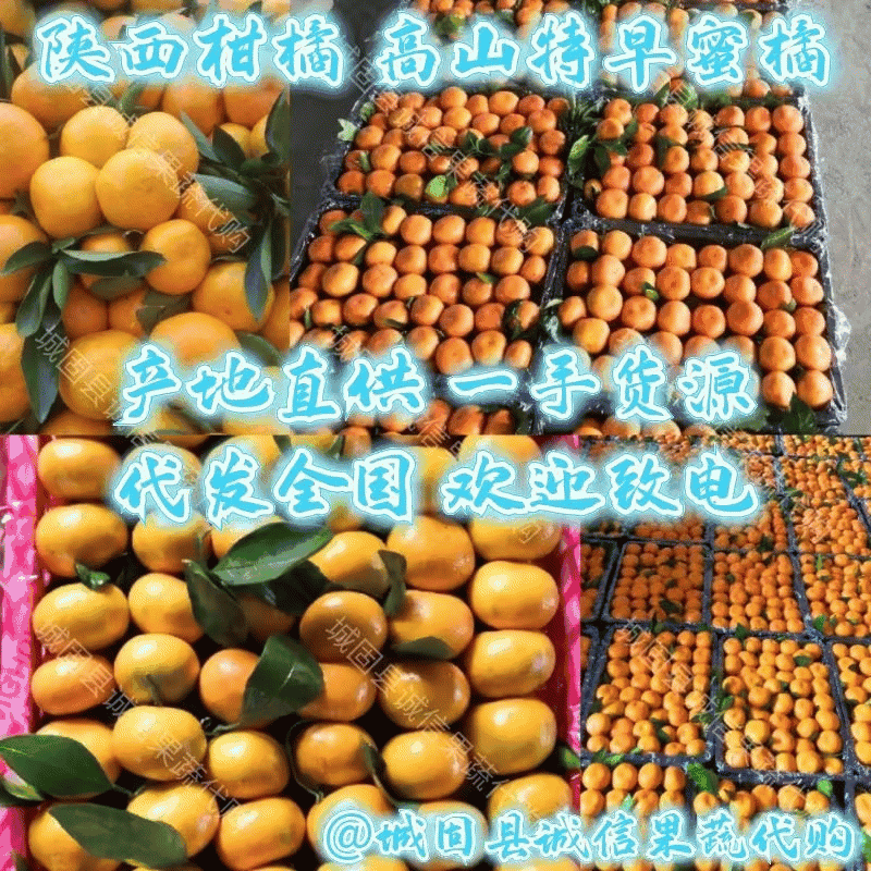 湖北宜昌高山小叶橘高山蜜桔入口即化皮薄多汁产地发货代发全国