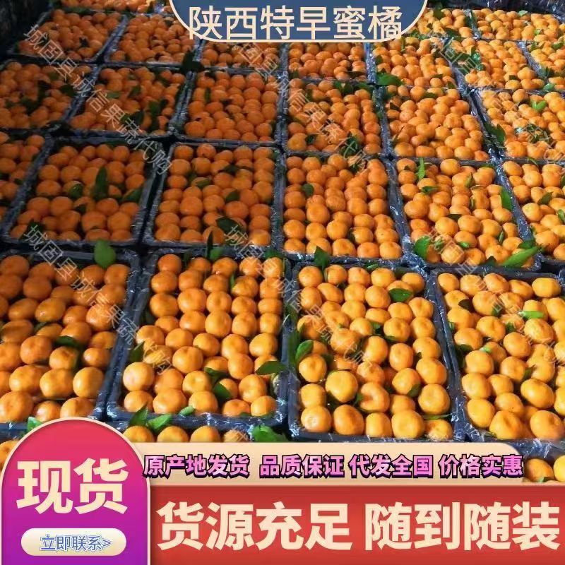 湖北宜昌高山小叶橘高山蜜桔入口即化皮薄多汁产地发货代发全国