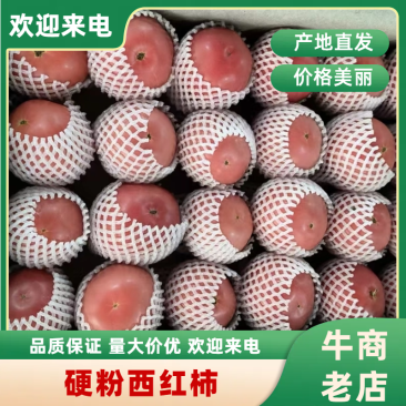 湖北万亩高山大棚西红柿硬粉西红柿新鲜现摘现发