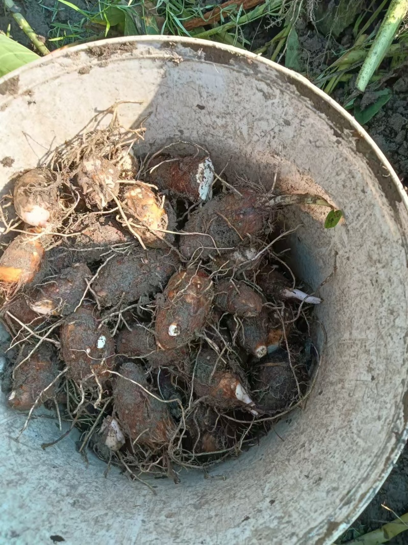 芋头红芽芋头基地供应量大质优价格优惠一手货源