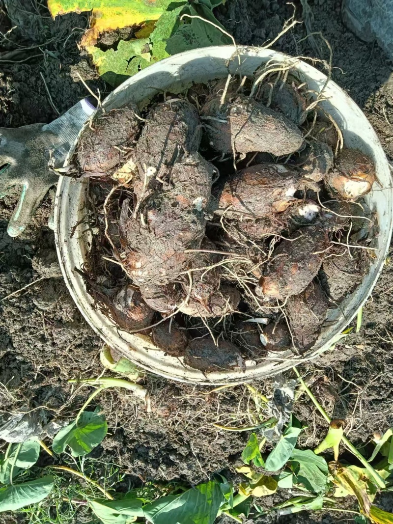 芋头红芽芋头基地供应量大质优价格优惠一手货源