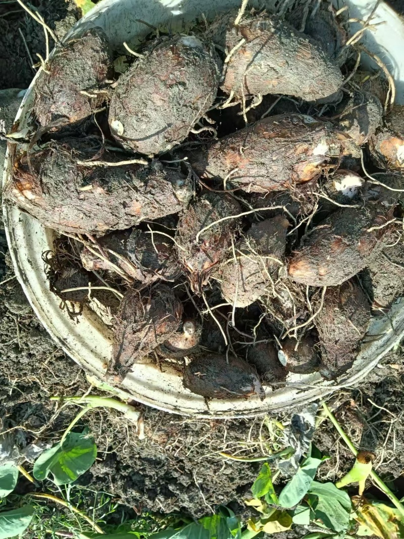 芋头红芽芋头基地供应量大质优价格优惠一手货源