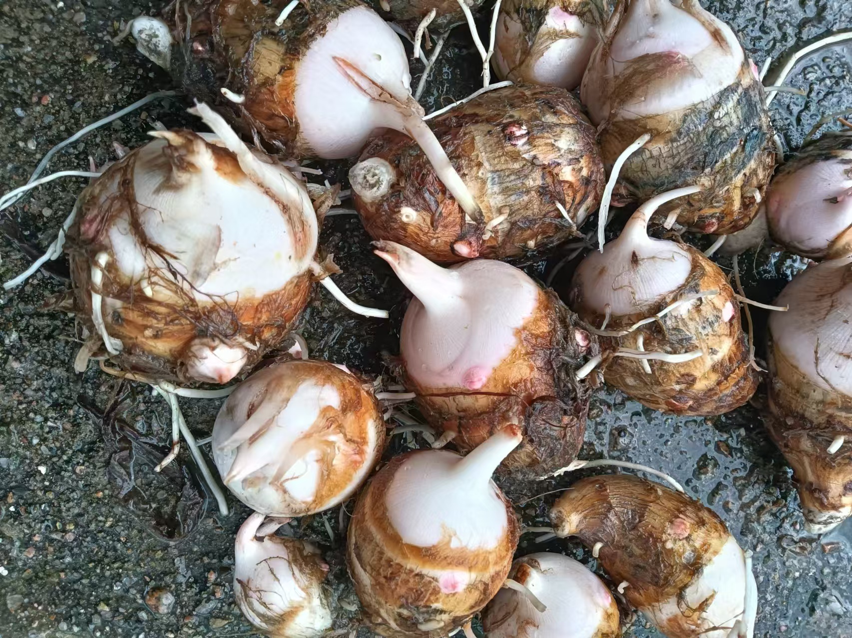 麻糍菜营养成分表