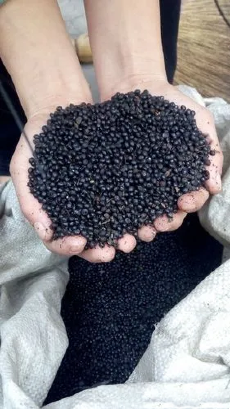 云南青花椒籽大量供应全国发货支持线上下单欢迎来电洽谈