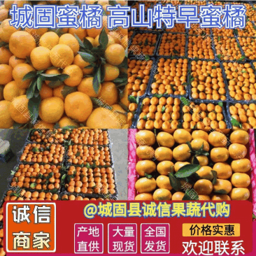 城固高山蜜橘陕西柑桔特早蜜桔皮薄多汁入口化渣产地发货