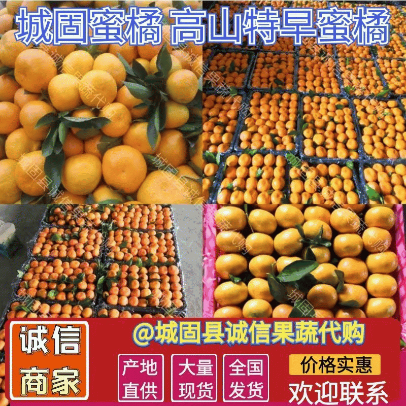城固高山蜜橘陕西柑桔特早蜜桔皮薄多汁入口化渣产地发货