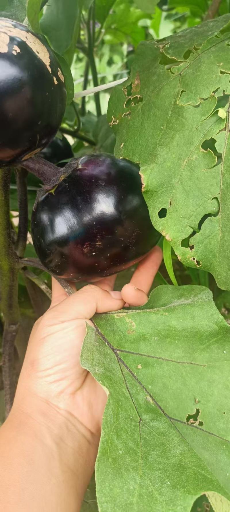 【一手货源】河北茄子规格齐全大小都有全国接单按需求分拣