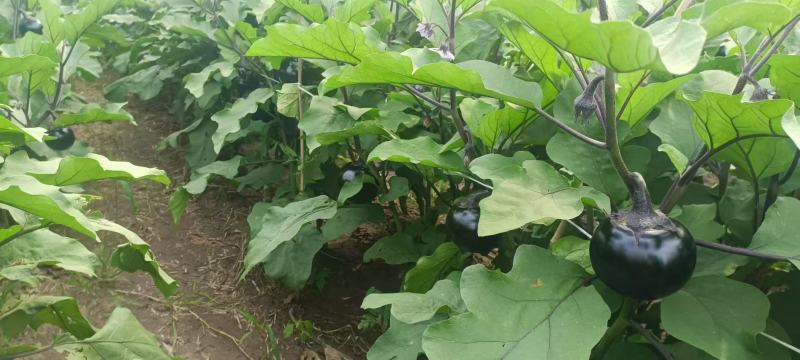 【一手货源】河北茄子规格齐全大小都有全国接单按需求分拣