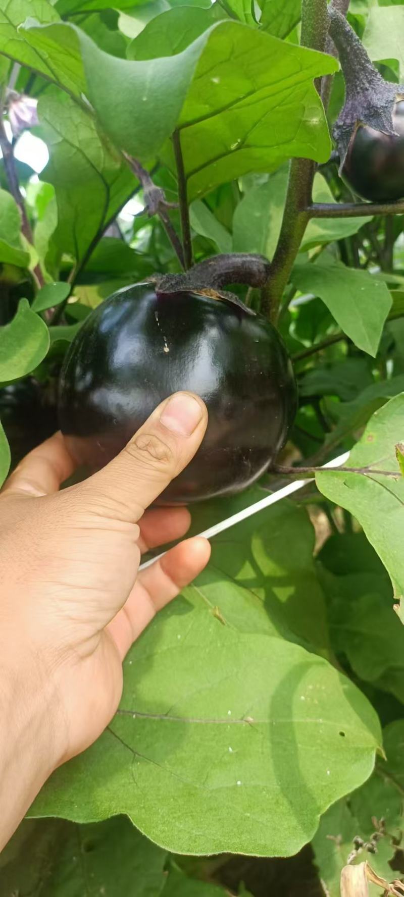 【一手货源】河北茄子规格齐全大小都有全国接单按需求分拣