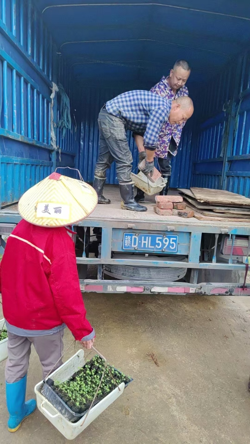 【基地直供】粉防已苗杯苗优质种苗提供种苗技术产地直发