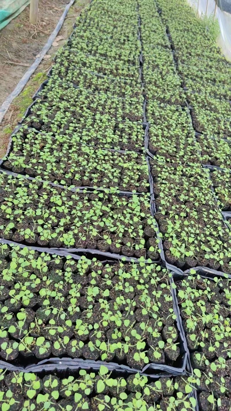 【基地直供】粉防已苗杯苗优质种苗提供种苗技术产地直发
