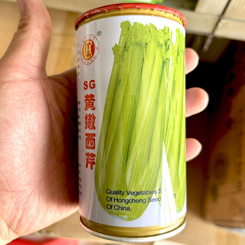 SG黄嫩西芹种子耐热耐寒黄杆绿油亮耐抽苔春秋四季