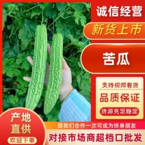 河南安阳滑县原产地苦瓜，精品直发，脆嫩爽口