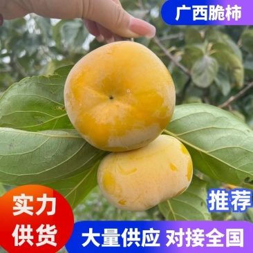 广西柿子脆柿广西脆柿产地直发香甜可口对接全国市场