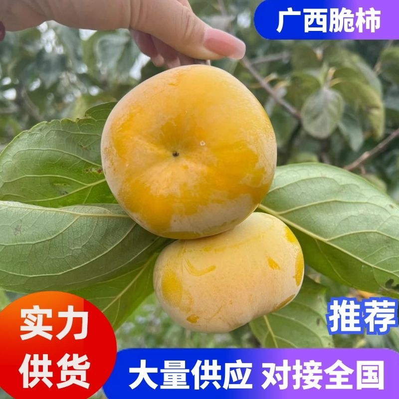 广西柿子脆柿广西脆柿产地直发香甜可口对接全国市场