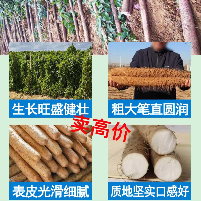 大力雄膨果素郁金天冬百部党参山药材当归柴胡五指毛桃膨大粗