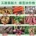 大力雄膨果素郁金天冬百部党参山药材当归柴胡五指毛桃膨大粗