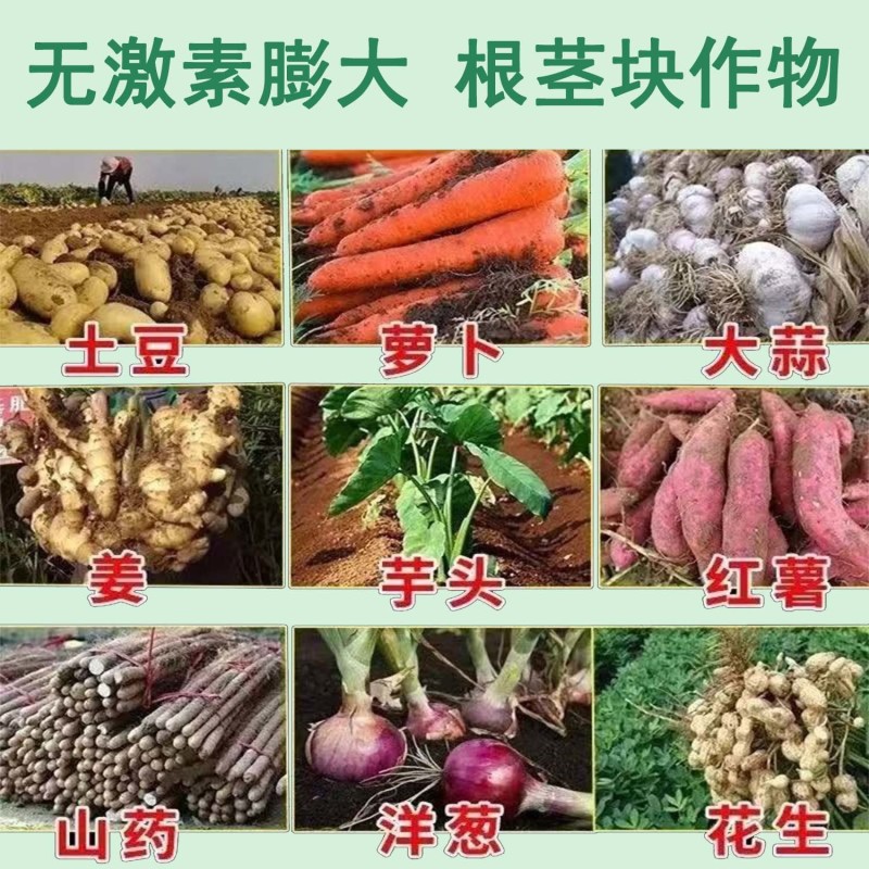 大力雄膨果素郁金天冬百部党参山药材当归柴胡五指毛桃膨大粗