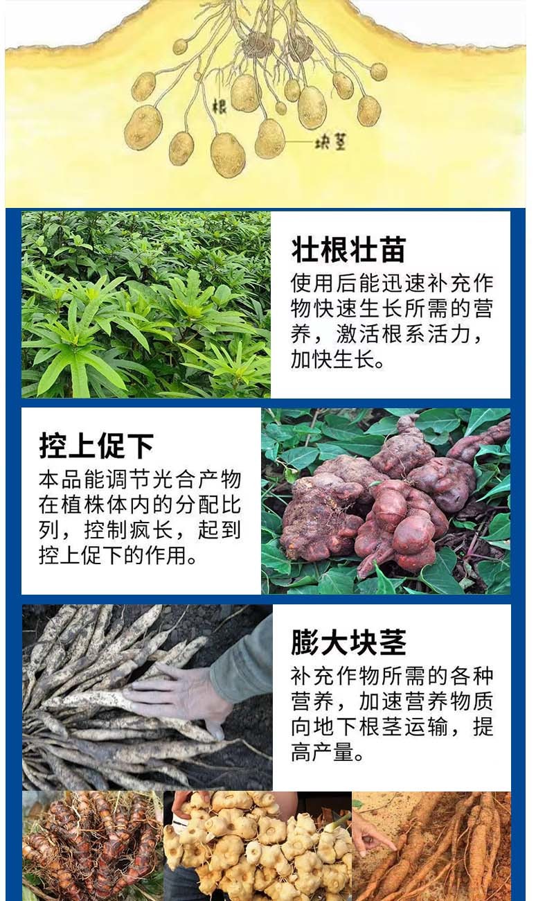 大力雄膨果素郁金天冬百部党参山药材当归柴胡五指毛桃膨大粗
