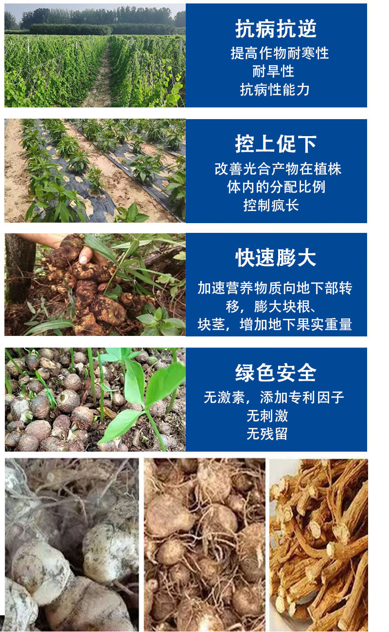 大力雄膨果素郁金天冬百部党参山药材当归柴胡五指毛桃膨大粗