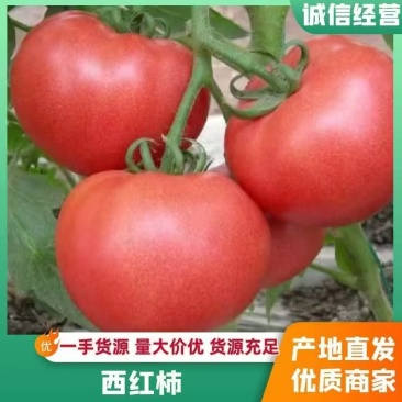 大红西红柿大量上市质量保证量大从优