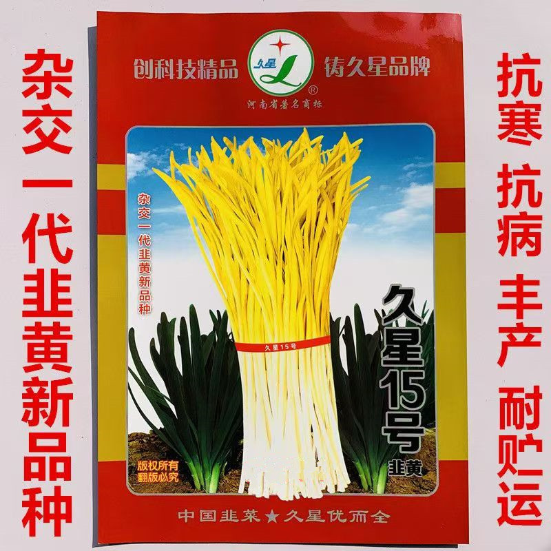 久星15号韭黄种子抗寒抗病直立叶色金黄辛香味浓