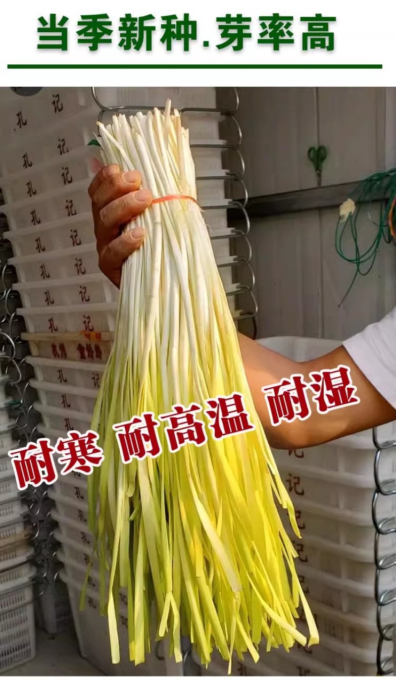 久星15号韭黄种子抗寒抗病直立叶色金黄辛香味浓